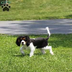 Toby, Cavalier King Charles Spaniel Puppy