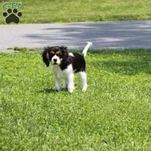 Toby, Cavalier King Charles Spaniel Puppy