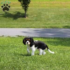 Toby, Cavalier King Charles Spaniel Puppy