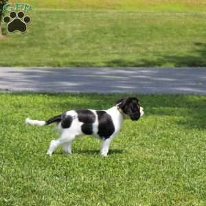 Toby, Cavalier King Charles Spaniel Puppy