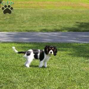 Toby, Cavalier King Charles Spaniel Puppy