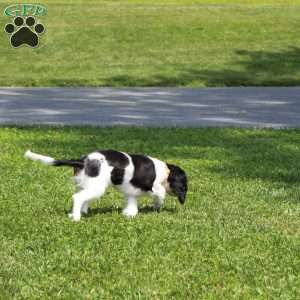 Toby, Cavalier King Charles Spaniel Puppy