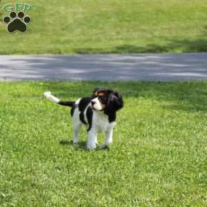 Toby, Cavalier King Charles Spaniel Puppy