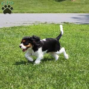 Toby, Cavalier King Charles Spaniel Puppy
