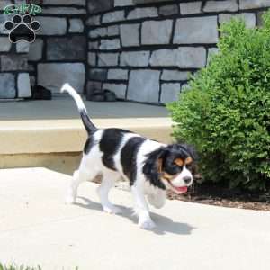 Toby, Cavalier King Charles Spaniel Puppy
