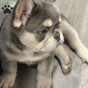 Bruno, French Bulldog Puppy