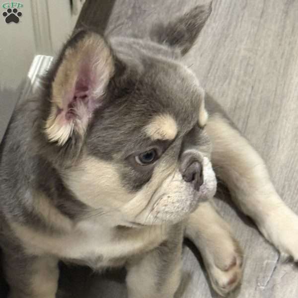 Bruno, French Bulldog Puppy