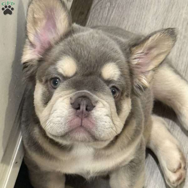 Bruno, French Bulldog Puppy