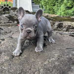Nash, French Bulldog Puppy