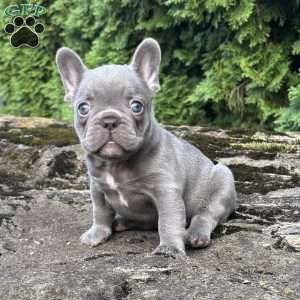 Nash, French Bulldog Puppy