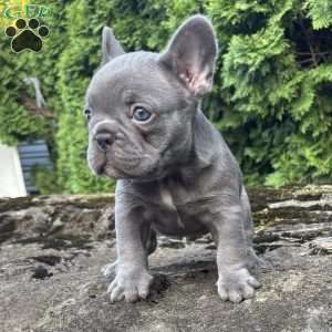 Nash, French Bulldog Puppy