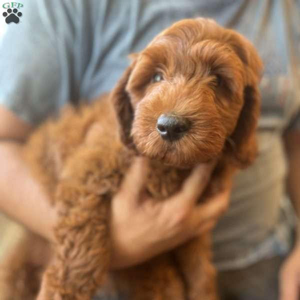 Abe, Mini Goldendoodle Puppy
