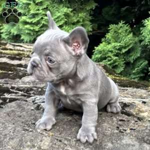 Nash, French Bulldog Puppy