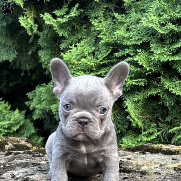 Nash, French Bulldog Puppy
