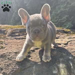 Newton, French Bulldog Puppy
