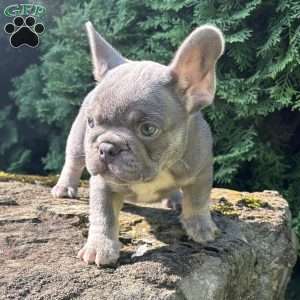 Newton, French Bulldog Puppy