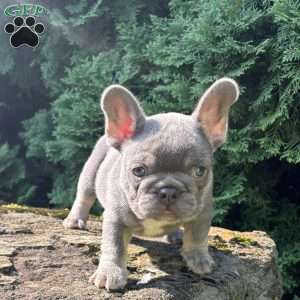 Newton, French Bulldog Puppy