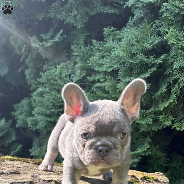 Newton, French Bulldog Puppy