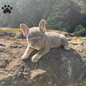 Newton, French Bulldog Puppy