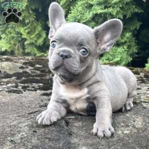 Geno, French Bulldog Puppy