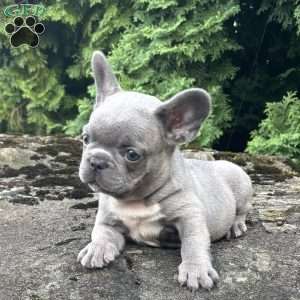 Geno, French Bulldog Puppy