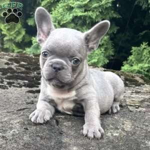 Geno, French Bulldog Puppy