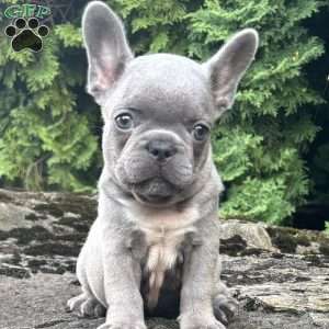 Geno, French Bulldog Puppy