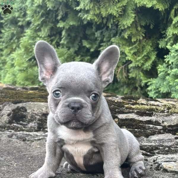 Geno, French Bulldog Puppy