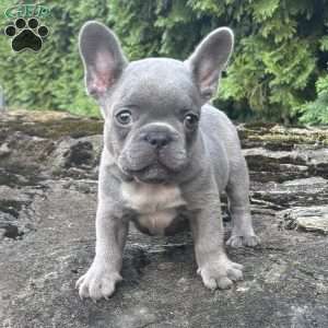 Geno, French Bulldog Puppy