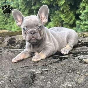Gusto, French Bulldog Puppy
