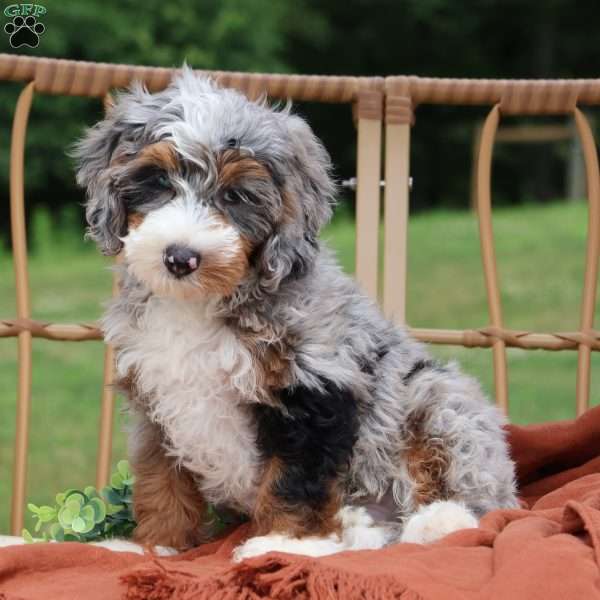 Bucky, Mini Bernedoodle Puppy