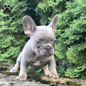 Gusto, French Bulldog Puppy
