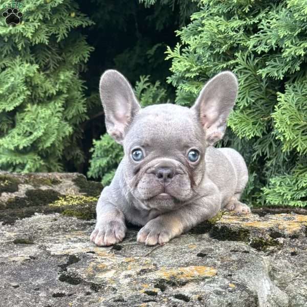 Gusto, French Bulldog Puppy