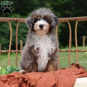 Allan, Mini Bernedoodle Puppy