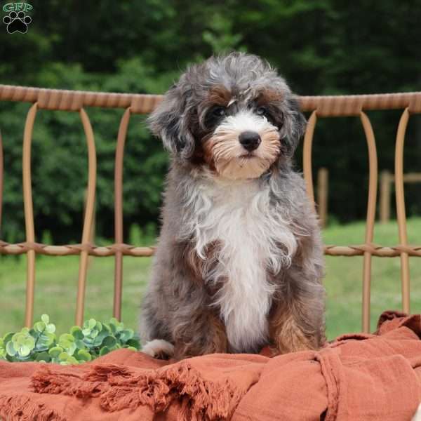Allan, Mini Bernedoodle Puppy