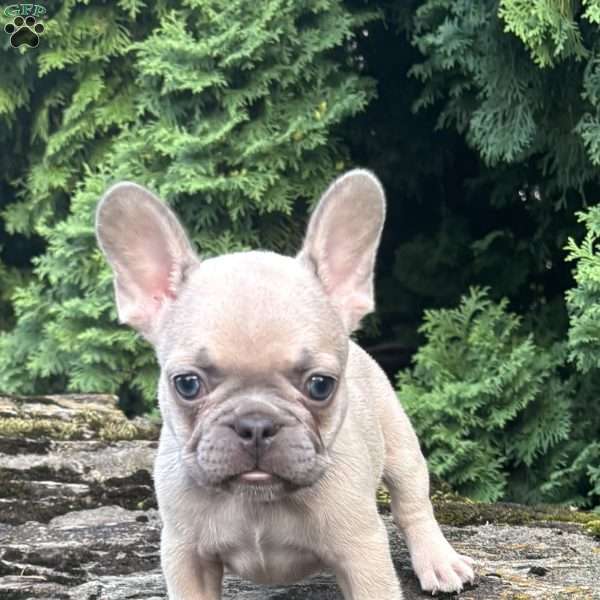 Genius, French Bulldog Puppy
