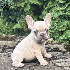 Genius, French Bulldog Puppy