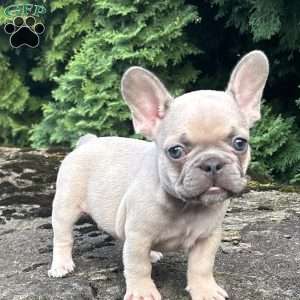 Genius, French Bulldog Puppy