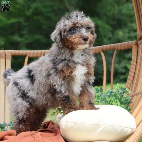 Arthur, Mini Bernedoodle Puppy