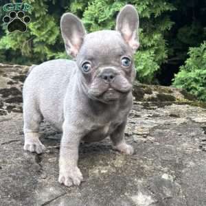 Georgia, French Bulldog Puppy