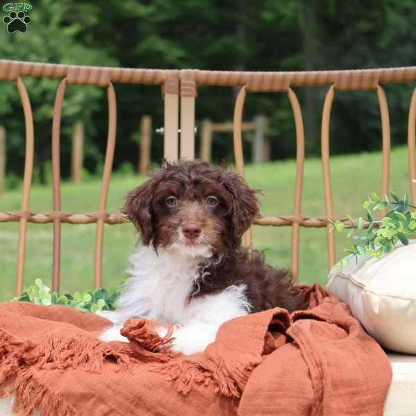Arch, Mini Bernedoodle Puppy