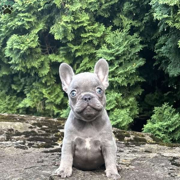 Georgia, French Bulldog Puppy