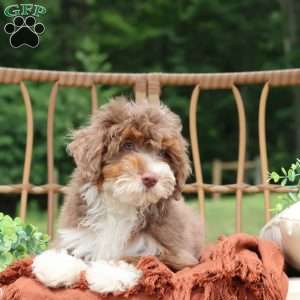 Aldo, Mini Bernedoodle Puppy