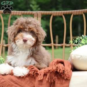 Aldo, Mini Bernedoodle Puppy