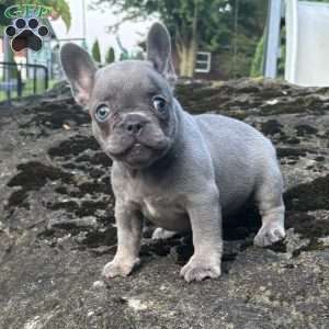Georgia, French Bulldog Puppy