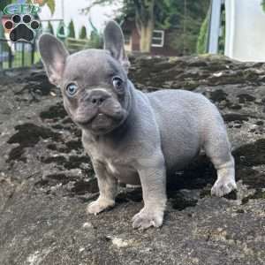 Georgia, French Bulldog Puppy