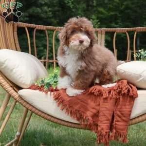 Aldo, Mini Bernedoodle Puppy