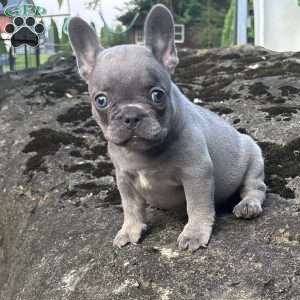 Georgia, French Bulldog Puppy