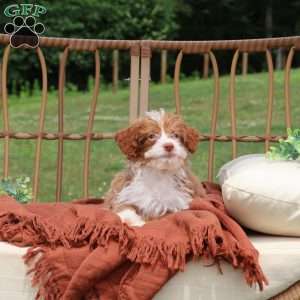 Ashley, Mini Bernedoodle Puppy