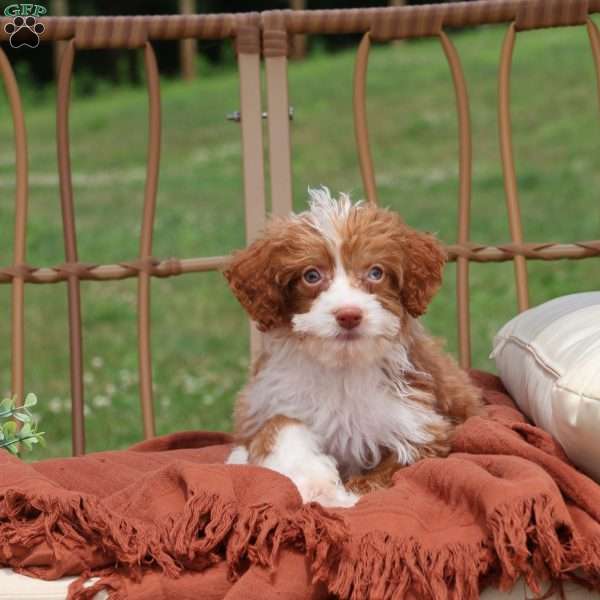 Ashley, Mini Bernedoodle Puppy